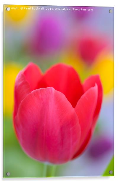 Bright Coloured Tulips Acrylic by Pearl Bucknall