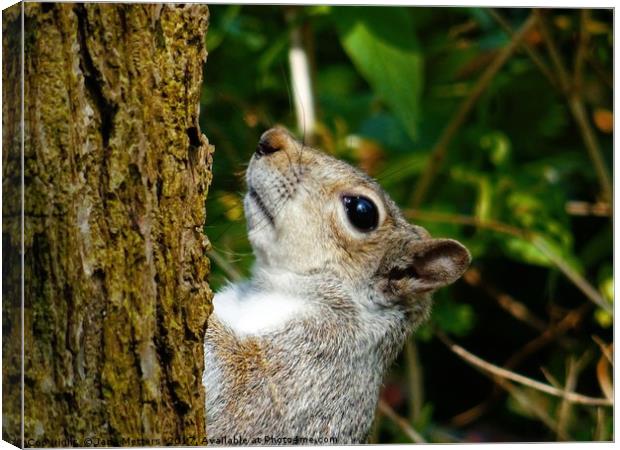 Grey Squirrel Canvas Print by Jane Metters