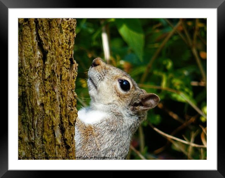 Grey Squirrel Framed Mounted Print by Jane Metters
