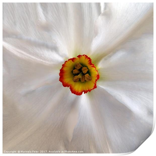 pearl white narcissus Print by Marinela Feier