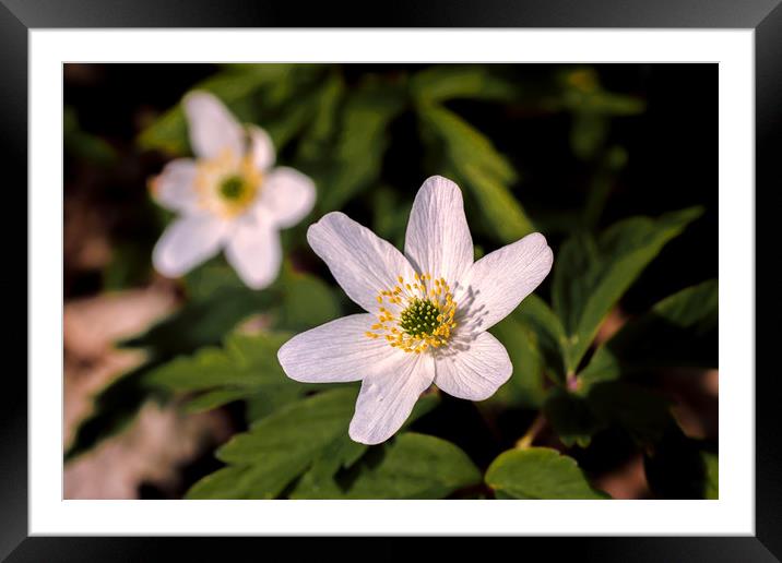 Wood Anemone Framed Mounted Print by Wight Landscapes