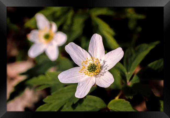 Wood Anemone Framed Print by Wight Landscapes
