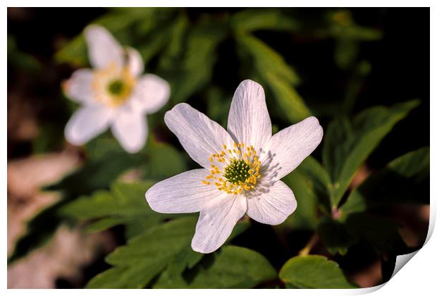 Wood Anemone Print by Wight Landscapes