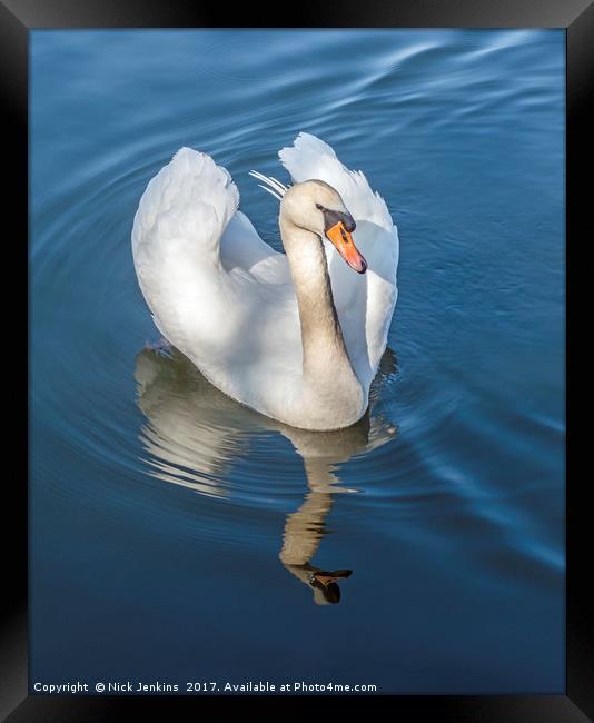 Mute Swan and reflection on a Lake Framed Print by Nick Jenkins