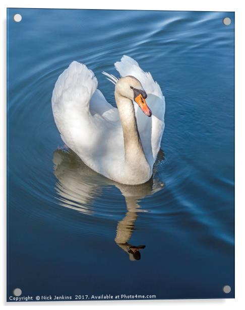 Mute Swan and reflection on a Lake Acrylic by Nick Jenkins