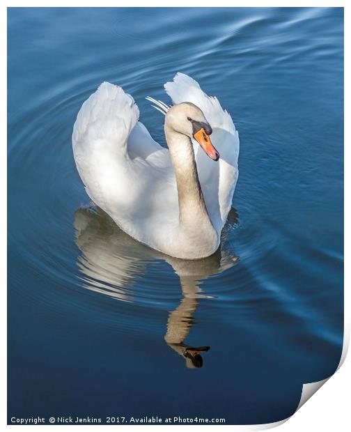 Mute Swan and reflection on a Lake Print by Nick Jenkins