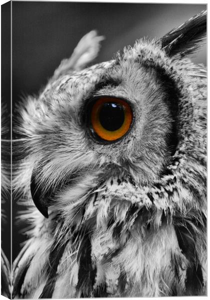 Holly the owl Canvas Print by anthony meddes