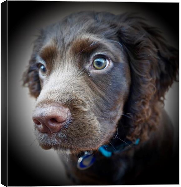   English Cocker Spaniel puppy 12 weeks old        Canvas Print by Sue Bottomley