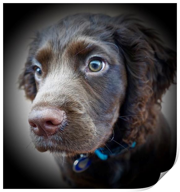   English Cocker Spaniel puppy 12 weeks old        Print by Sue Bottomley