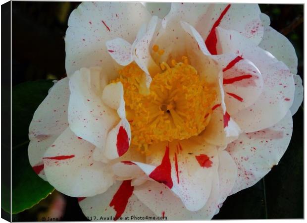 Camellia Canvas Print by Jane Metters
