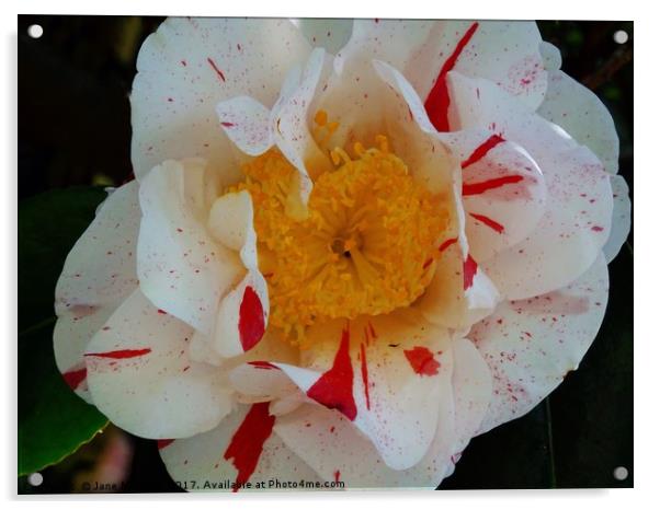 Camellia Acrylic by Jane Metters