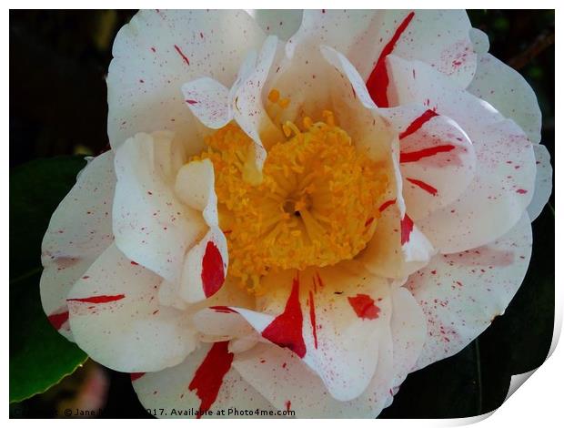 Camellia Print by Jane Metters