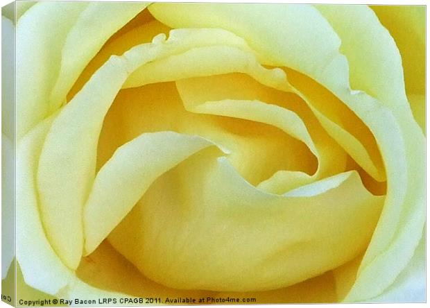 ENGLISH ROSE Canvas Print by Ray Bacon LRPS CPAGB