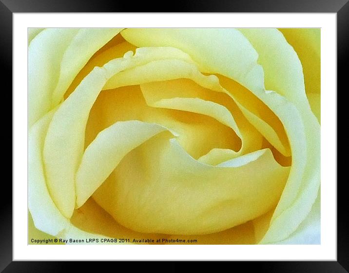 ENGLISH ROSE Framed Mounted Print by Ray Bacon LRPS CPAGB