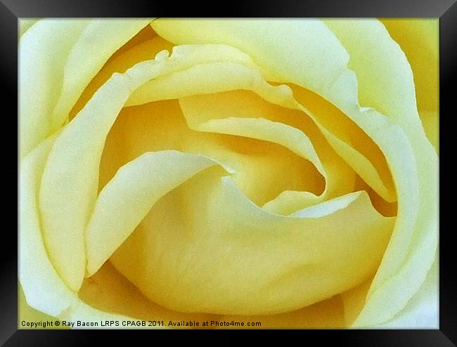 ENGLISH ROSE Framed Print by Ray Bacon LRPS CPAGB