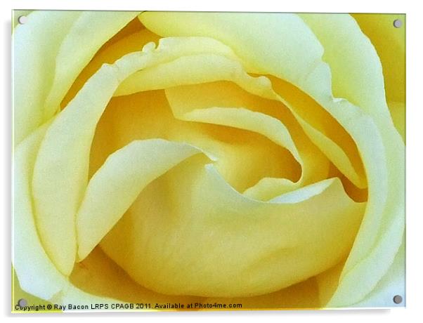 ENGLISH ROSE Acrylic by Ray Bacon LRPS CPAGB
