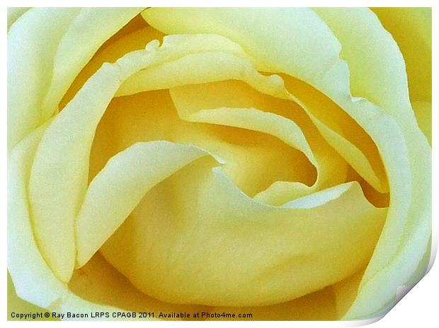 ENGLISH ROSE Print by Ray Bacon LRPS CPAGB