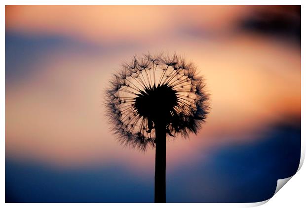 Dandelion Sunset landscape v3 Print by HQ Photo