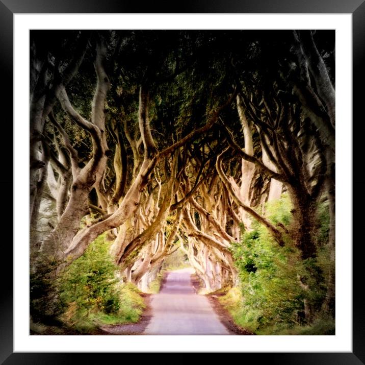 Dark Hedges Framed Mounted Print by HQ Photo
