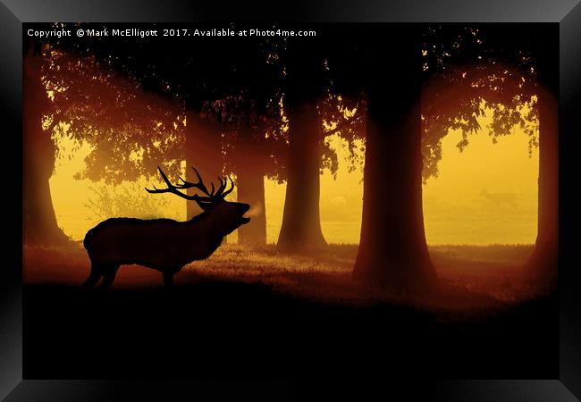 Red Deer Cervus Elaphus The Call Of the Wild Framed Print by Mark McElligott