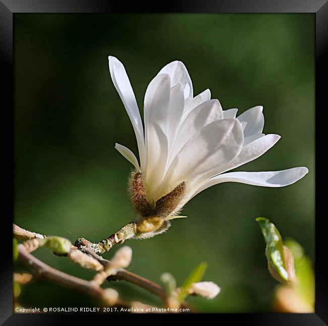 "Single White Magnolia" Framed Print by ROS RIDLEY