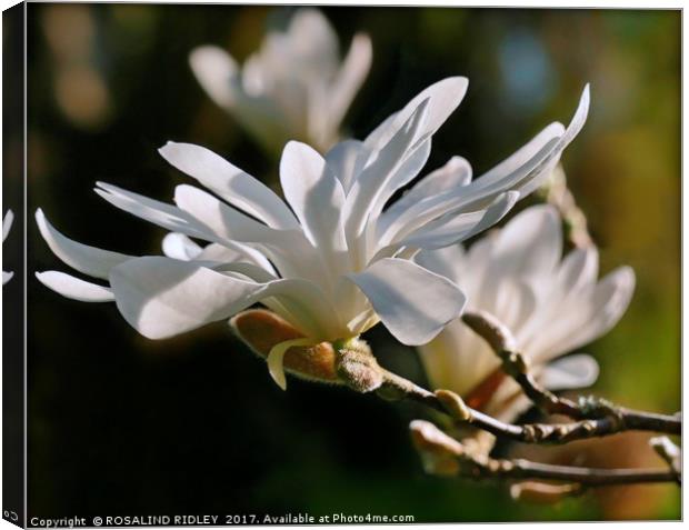 "White Magnolia" Canvas Print by ROS RIDLEY