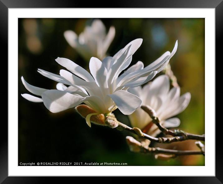 "White Magnolia" Framed Mounted Print by ROS RIDLEY