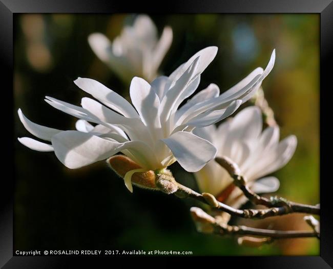 "White Magnolia" Framed Print by ROS RIDLEY