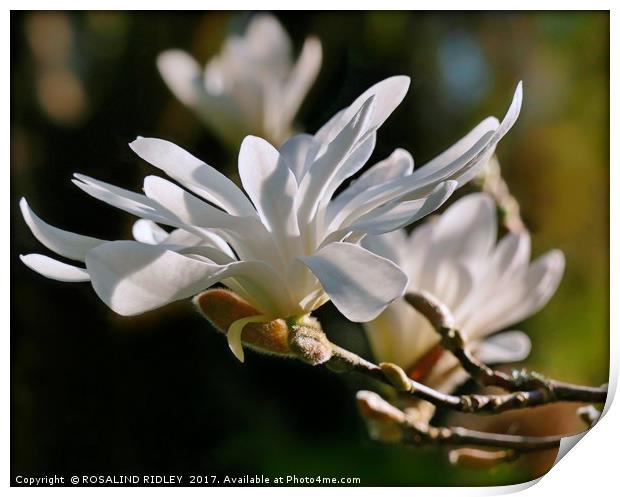 "White Magnolia" Print by ROS RIDLEY