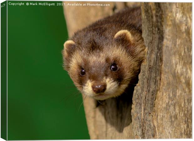 Polecat On The Look Out Canvas Print by Mark McElligott