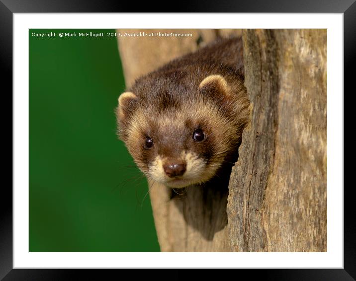 Polecat On The Look Out Framed Mounted Print by Mark McElligott