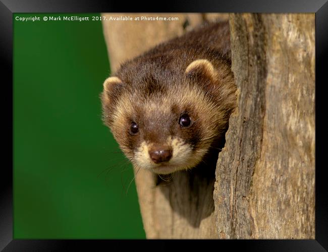 Polecat On The Look Out Framed Print by Mark McElligott