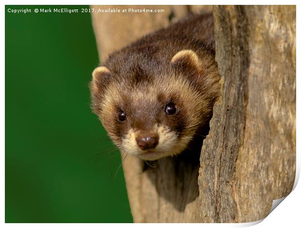 Polecat On The Look Out Print by Mark McElligott