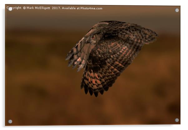 Eagle Owl Fly By Acrylic by Mark McElligott
