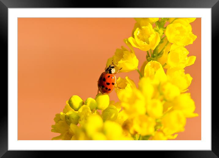 Ladybird Framed Mounted Print by Des O'Connor