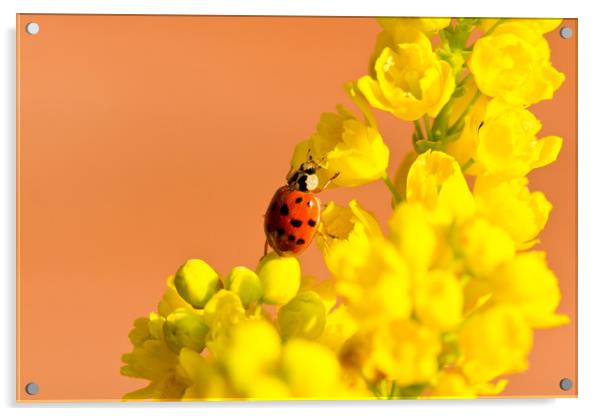 Ladybird Acrylic by Des O'Connor