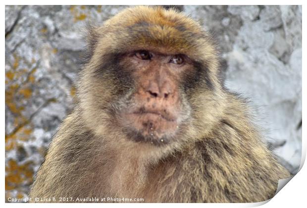 Barbary Ape Print by Lisa PB