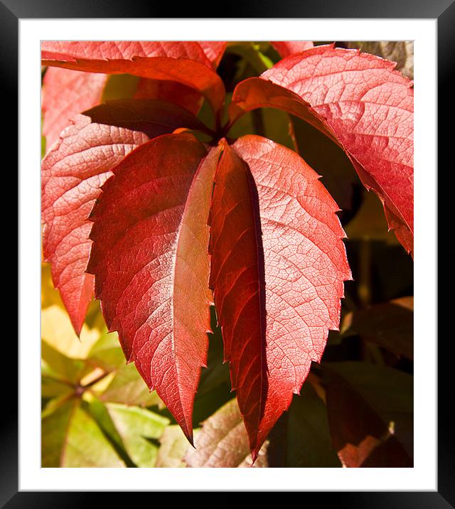 Hanging leaves, Virginia creeper Framed Mounted Print by David French