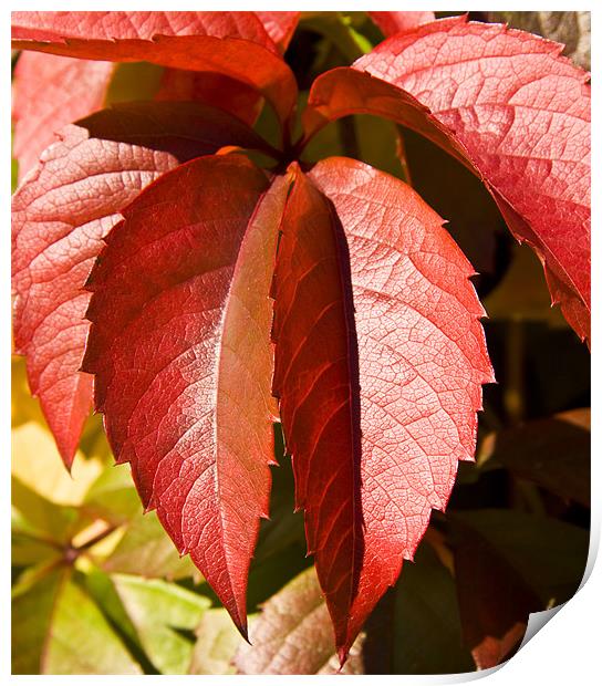 Hanging leaves, Virginia creeper Print by David French