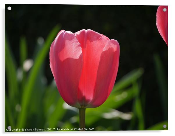 Tulip in the sun Acrylic by sharon bennett