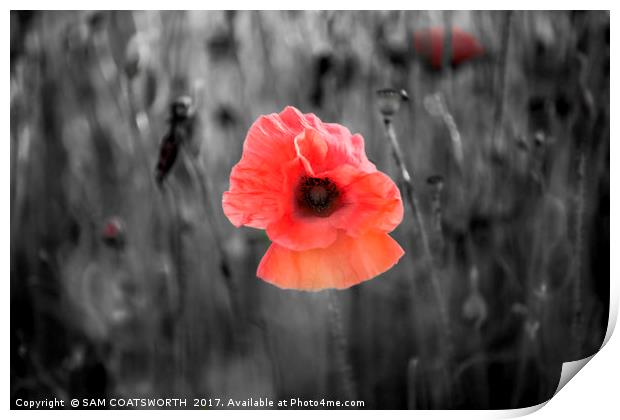 Lone Poppy Print by sam COATSWORTH