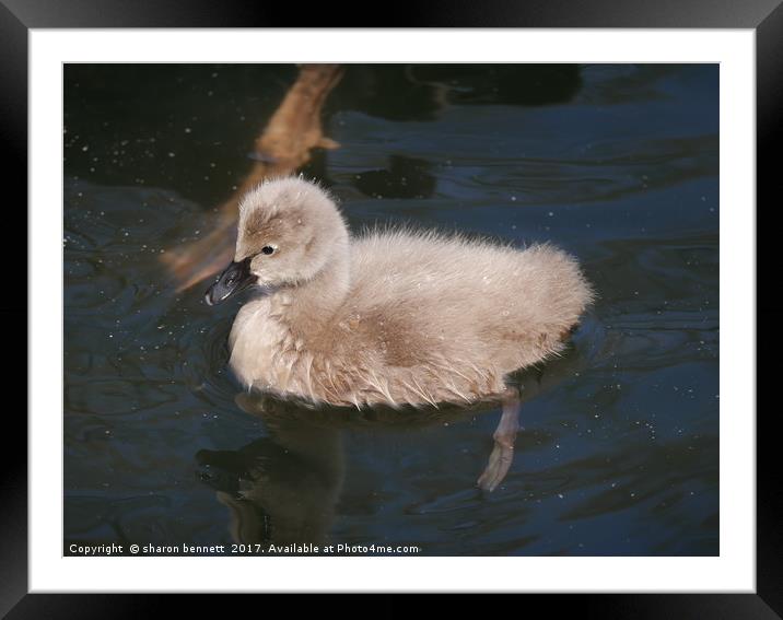Black Swan Cygnet Framed Mounted Print by sharon bennett
