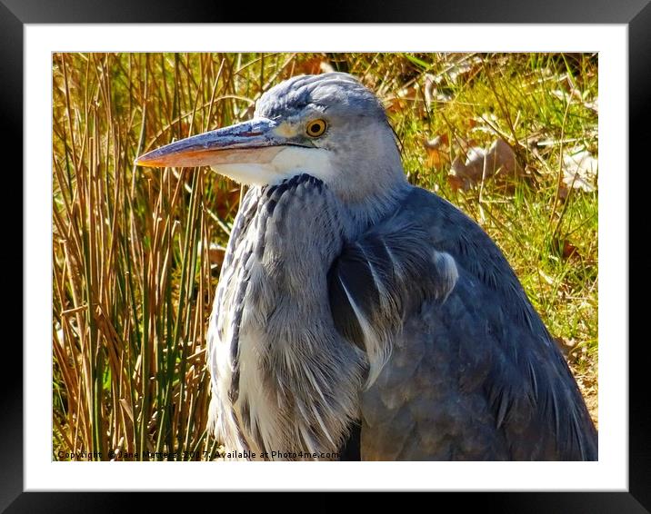 Heron Framed Mounted Print by Jane Metters