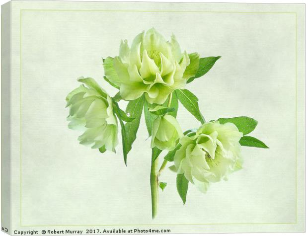 Double Hellebore Canvas Print by Robert Murray