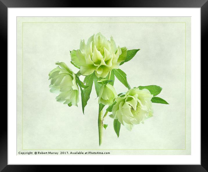 Double Hellebore Framed Mounted Print by Robert Murray