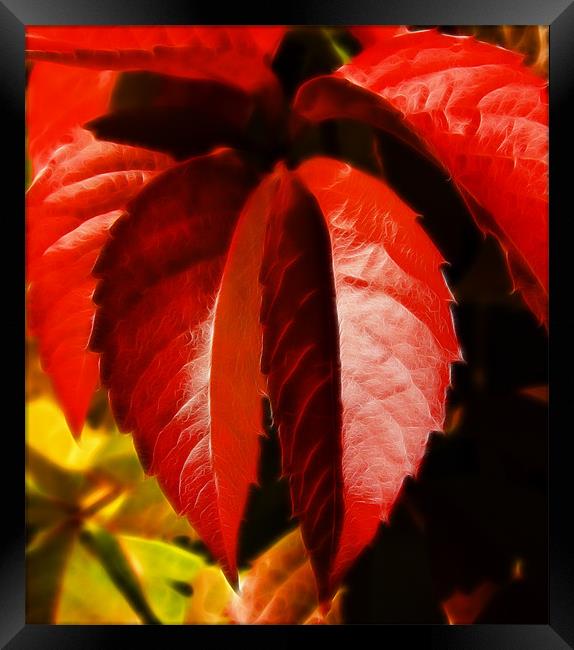 Hanging leaves, Virginia creeper  leaves Framed Print by David French