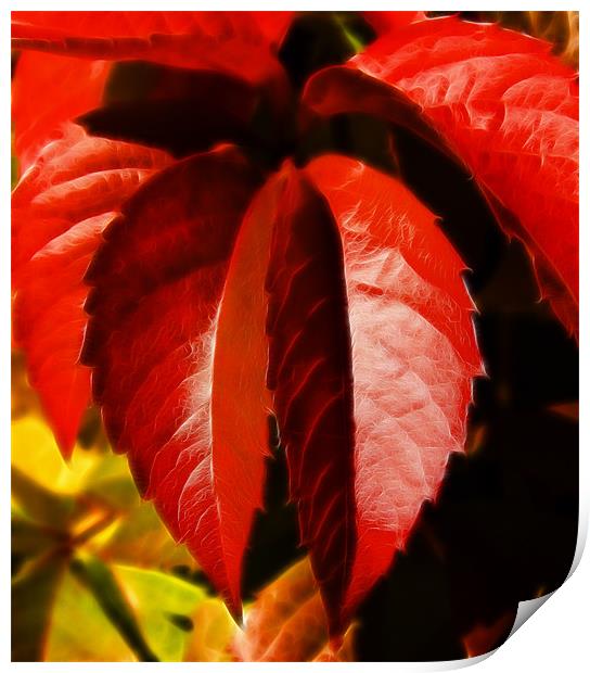 Hanging leaves, Virginia creeper  leaves Print by David French