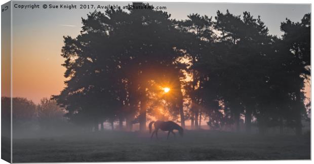 Misty Morning Sunrise Canvas Print by Sue Knight