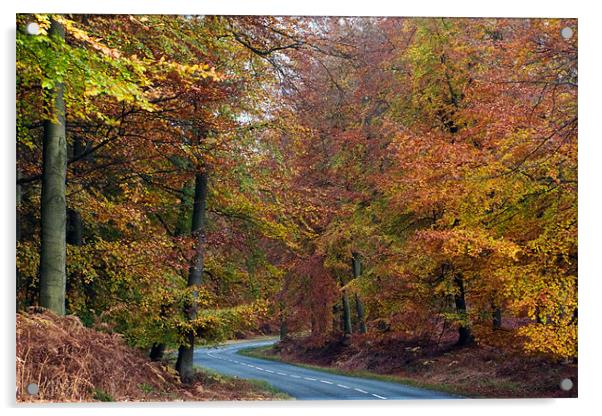 Autumn Road Acrylic by Ann Garrett
