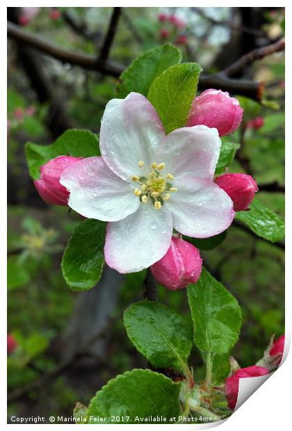 Rain drops on little flower Print by Marinela Feier